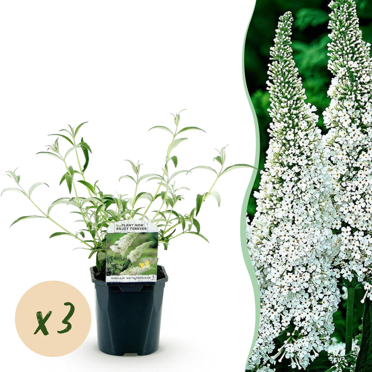 La Green Touch - Pianta da Giardino - Buddleja davidii White Profusion - Arbusto delle Farfalle - Resistente al Gelo - Bianco - 3 Piante - Vaso 17cm - Altezza 45cm