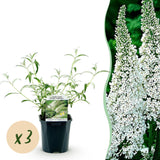 La Green Touch - Pianta da Giardino - Buddleja davidii White Profusion - Arbusto delle Farfalle - Resistente al Gelo - Bianco - 3 Piante - Vaso 17cm - Altezza 45cm