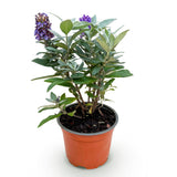 Green boutiQ - Pianta da giardino - Buddleja davidii Butterfly Candy Little Lila - Arbusto delle farfalle - Compatta - Lilla - 1 Pianta - Vaso 12cm - Altezza 20-25cm