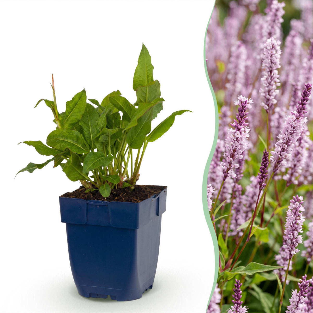 Renouée amplexicaule Rosea - H 15-25 cm, pot Ø11 cm