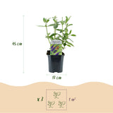 La Green Touch - Pianta da Giardino - Buddleja davidii Empire Blue - Arbusto delle Farfalle - Resistente al Gelo - Blu Profondo - 3 Piante - Vaso 17cm - Altezza 45cm