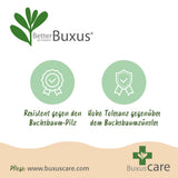 Buis BetterBuxus Skylight en boule - Ø25 cm, pot Ø23 cm