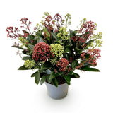 Skimmia japonica Festival - H 30 cm, pot Ø15 cm