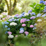 Green boutiQ - Pianta da Giardino - Ortensia Hydrangea Endless Summer Blu - Rosa - Bianco - Hortensia - Resistente al Freddo - Blu - Rosa - Bianco - 3 Piante - Vaso 14cm - Altezza 20-25cm