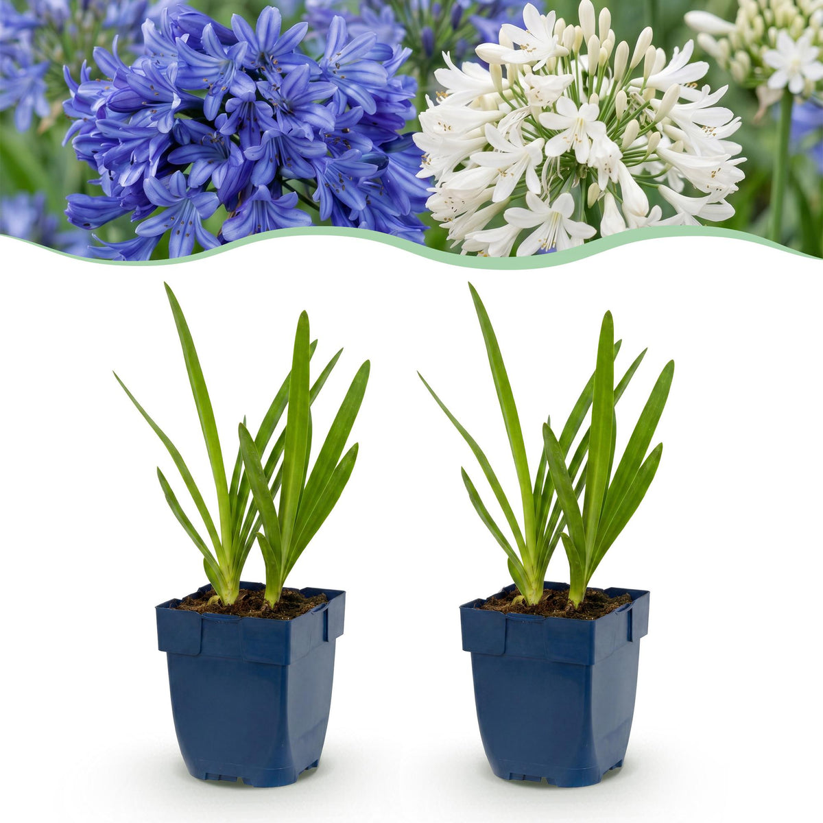 Agapanthes en duo bleu et blanc - H 15-25 cm, pot Ø11 cm