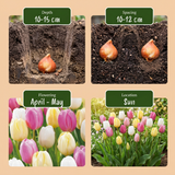 Tulipe en mélange Sorbet