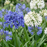Duo d'agapanthes bleu et blanc - H 15-25 cm, pot Ø11 cm