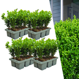 4 x 6-Pack Buxus NewGen Freedom – Winterharde Groenblijvende Struiken 24 x Ø7 cm - ↕15 cm | Compacte Buxus