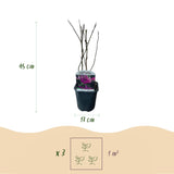 Green boutiQ - Heesters -  Magnolia Susan  - Bloemen Donker Roze - 1 plant - bladverliezend - weinig onderhoud - pot 17cm hoogte 45cm