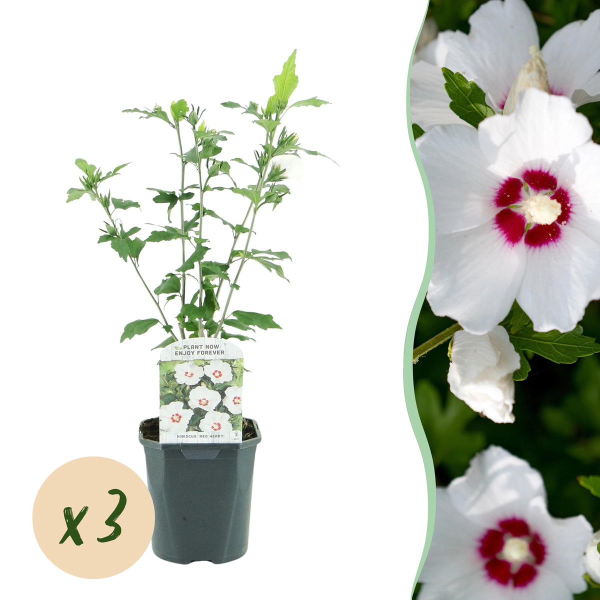 Green boutiQ - Pianta da Giardino - Hibiscus syriacus Red Heart - Hibisco da Giardino - Resistente al Freddo - Bianco - Rosso - 3 Piante - Vaso 17cm - Altezza 45cm
