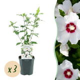 Green boutiQ - Pianta da Giardino - Hibiscus syriacus Red Heart - Hibisco da Giardino - Resistente al Freddo - Bianco - Rosso - 3 Piante - Vaso 17cm - Altezza 45cm