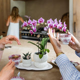 Orchidée Phalaenopsis rose et violette Diamond El Salvador