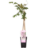 Glycine du Japon Rosea - Glycine rose - H 65 cm, pot Ø15 cm