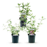 Green boutiQ - Pianta da Giardino - Buddleja davidii Tricolour - Arbusto delle Farfalle - Resistente al Freddo - Blu - Rosa - Bianco - 3 Piante - Vaso 17cm - Altezza 45cm