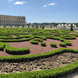 Buis BetterBuxus Babylon Beauty pour haie - 4 plants pour 1 m