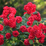 Green boutiQ - Rosa da Giardino - Rosa Rote The Fairy - Rosa - Resistente all'Inverno - Rosso - 3 Piante - Vaso 12cm - Altezza 20-25cm
