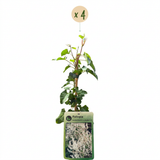 Renouée d'Aubert - Fallopia aubertii - lot de 4 plants - pot Ø9 cm