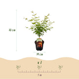 Green boutiQ - Terrasplant - Japanse Esdoorn - Acer palmatum Orange Dream - Oranje - 2 Planten - Bladverliezend - Pot 19cm Hoogte 70cm