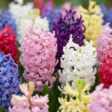 Jacinthe en mélange de coloris - 80 bulbes