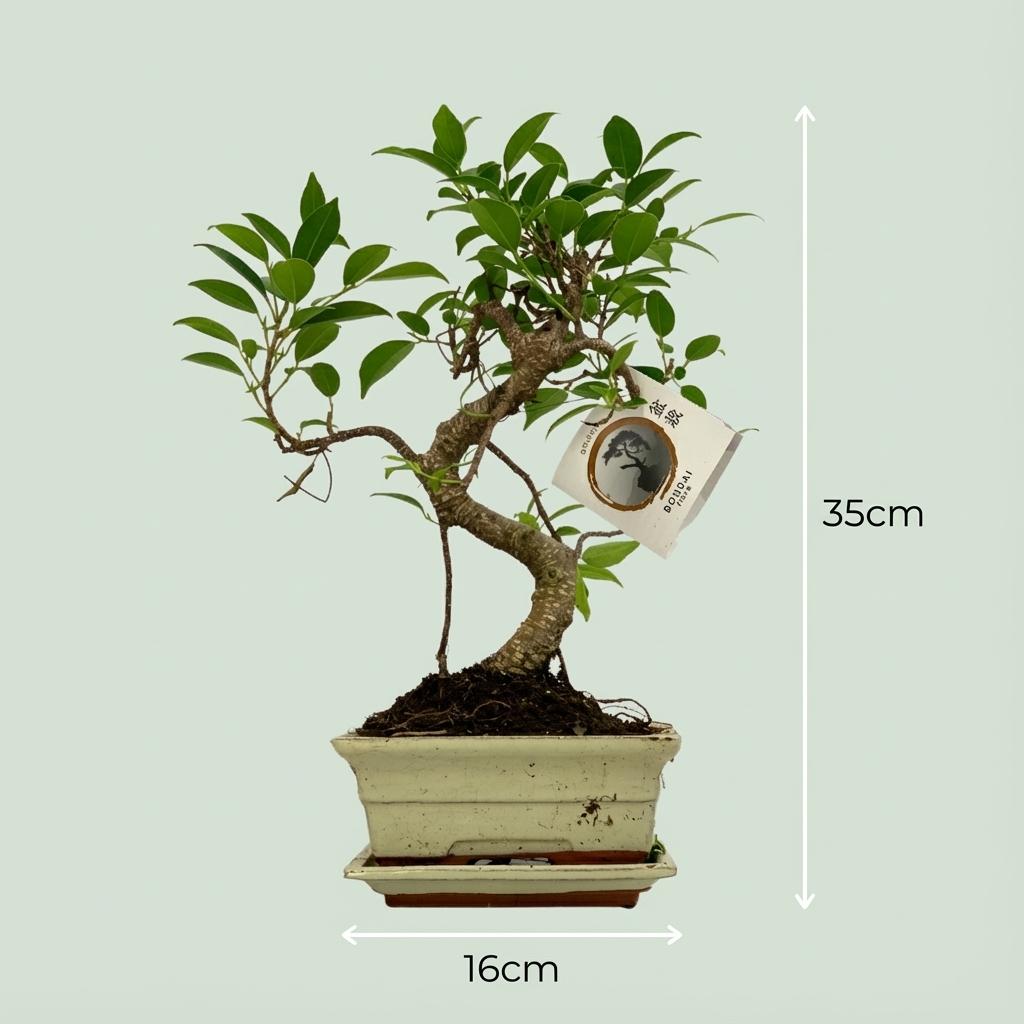 Bonsaï S-Form – Pot céramique | Ø 15 cm, Hauteur 30-35 cm