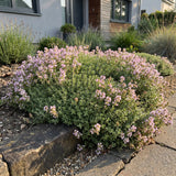 Thym rampant Minor - H 15-25 cm, pot Ø11 cm