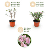 Buddleia Butterfly Candy Little Pink - H 20-25 cm, pot Ø12 cm