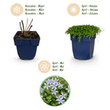 Isotoma rampant - H 15-25 cm, pot Ø11 cm
