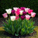 Green boutiQ - Bloembollen - Tulp Pastel mix - Diversen Kleuren - 12 stuks - Bolmaat 11/12 - XXL Pack