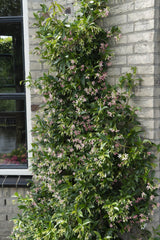Jasmin étoilé Star of Ibiza - Trachelospermum jasminoides - 2 plants - H 65 cm, pot Ø15 cm