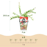 Green boutiQ - Fruitplanten - Blauwe Bes - Vaccinium macrophylla Early Black - Winterhard - 3 Planten - Pot 9 cm - Donker Rode  Bes