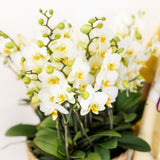 Orchidées Phalaenopsis blanches Blossom Lausanne en panier Cotton - bouquet de 3