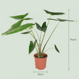 Alocasia Zebrina – Oreille d'éléphant | Pot 21 cm