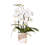 Orchidée Phalaenopsis blanche Niagara Fall White - H 32 cm, pot Ø9 cm