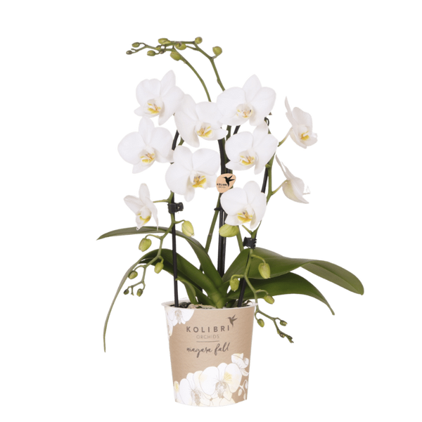 Orchidée Phalaenopsis blanche Niagara Fall White - H 32 cm, pot Ø9 cm