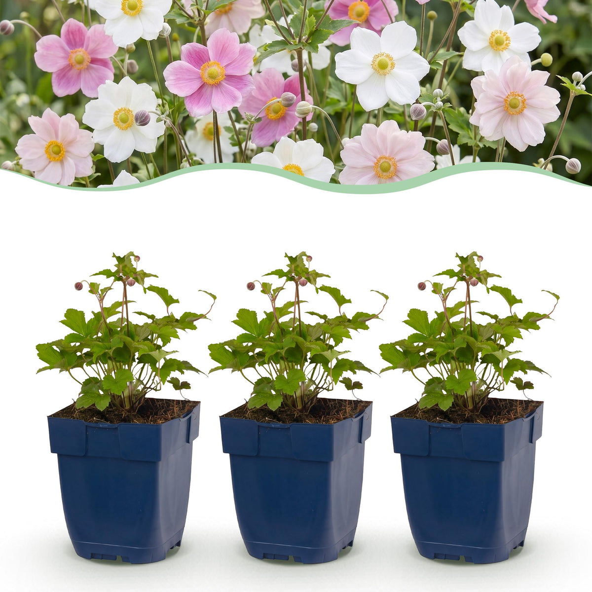 Anémones du Japon en mélange - H 15-25 cm, pot Ø11 cm - photo 11