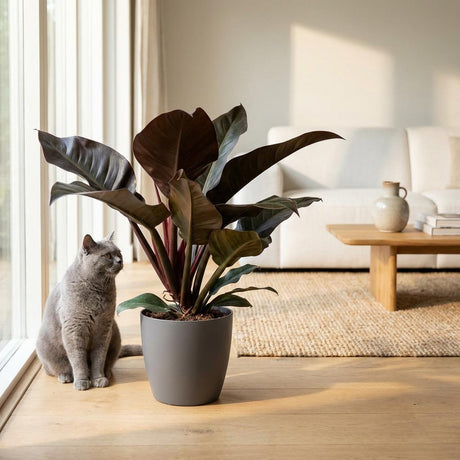 Philodendron Imperial Red | Pot 19 cm