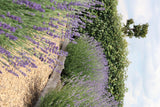 1x 6 pack Lavendel angustifolia - 6 x Ø7 cm - ↕15 cm