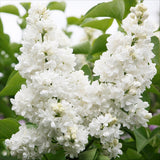 Green boutiQ - Pianta da Giardino - Syringa vulgaris Mme Lemoine - Lillà Comune - Resistente al Freddo - Bianco - 1 Pianta - Vaso 17cm - Altezza 45cm