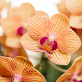 Kolibri Company | Plantenset Poppy oranje | Oranje Phalaenopsis Orchidee Jamaica en Succulent incl. keramieken sierpotten