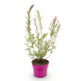 Saule crevette Flamingo - H 40-50 cm, pot Ø17 cm