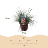 Green boutiQ - Siergrassen - 4 Planten - Blauw - Geel - Groen - Rood - Bladhoudend - Weinig Onderhoud - Pot 17cm Hoogte 50cm