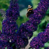Green boutiQ - Pianta da Giardino - Buddleja davidii Black Night - Arbusto delle Farfalle - Resistente al Freddo - Viola - 3 Piante - Vaso 17cm - Altezza 45cm