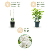 Green boutiQ - Pianta da Giardino - Syringa vulgaris Mme Lemoine - Lillà Comune - Resistente al Freddo - Bianco - 1 Pianta - Vaso 17cm - Altezza 45cm