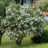 Green boutiQ - Pianta da Giardino - Hibiscus syriacus Red Heart - Hibisco da Giardino - Resistente al Freddo - Bianco - Rosso - 3 Piante - Vaso 17cm - Altezza 45cm