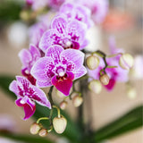 Orchidée Phalaenopsis rose et violette Diamond El Salvador