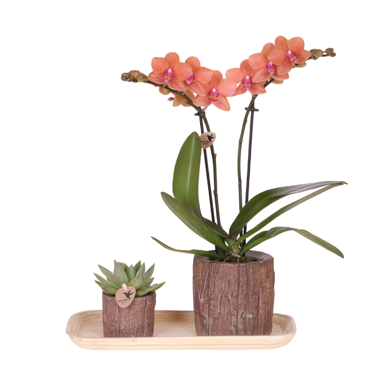 Orchidée Phalaenopsis orange Mineral Bolzano et succulente - coffret Tree