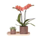 Orchidée Phalaenopsis orange Mineral Bolzano et succulente - coffret Tree