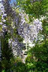 Glycines de Chine Caroline - Wisteria sinensis - 2 plants