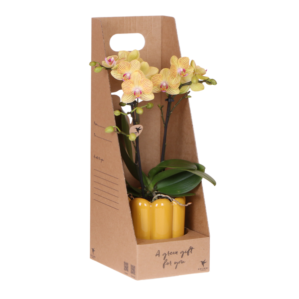 Orchidée Phalaenopsis jaune Blossom Lima - cache-pot Retro jaune et boîte cadeau - H 40 cm, pot Ø9 cm
