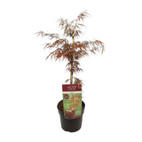 Érable du Japon Garnet - Acer palmatum Dissectum - H 40 cm, pot Ø19 cm